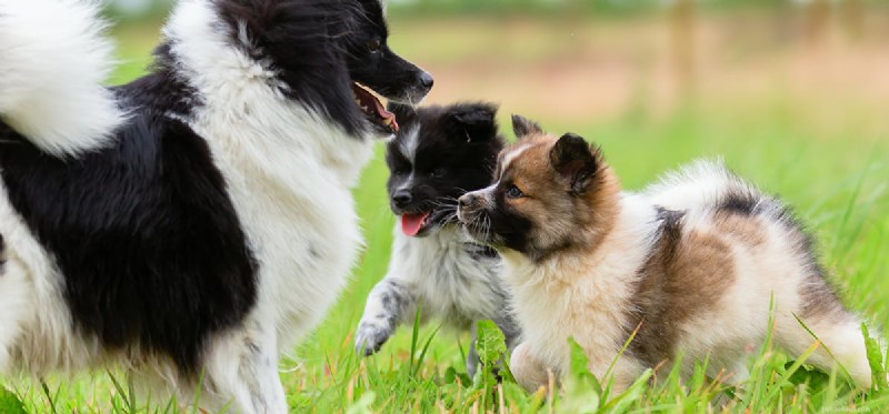 Recognizing and Addressing Your Dog s Insecurity
