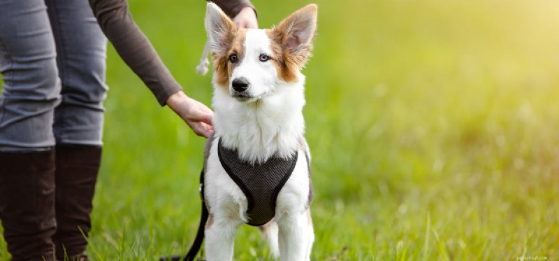 Recognizing and Addressing Your Dog s Insecurity