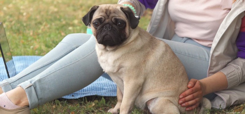 Could Your Dog Be Manipulating You?