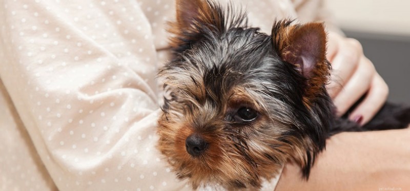 Could Your Dog Be Manipulating You?