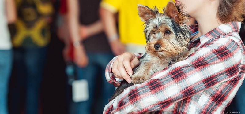 Could Your Dog Be Manipulating You?