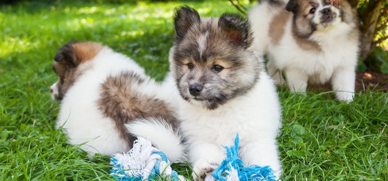 Is Your Dog Acting Out? Expert Tips to Tame Rebellious Behavior