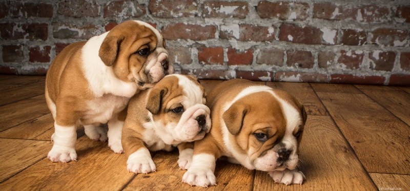 Is Your Dog Acting Out? Expert Tips to Tame Rebellious Behavior