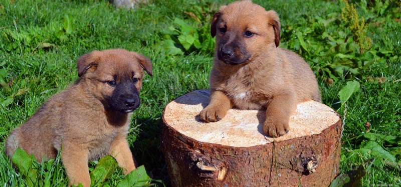Is Your Dog Acting Out? Expert Tips to Tame Rebellious Behavior