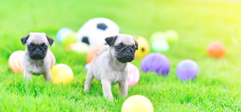 Is Your Dog Acting Out? Expert Tips to Tame Rebellious Behavior