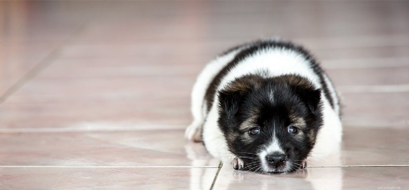Understanding and Supporting Shy Dogs: Tips for Building Confidence