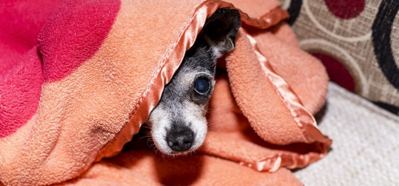 Understanding and Supporting Shy Dogs: Tips for Building Confidence