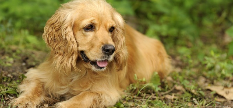 Understanding and Supporting Shy Dogs: Tips for Building Confidence