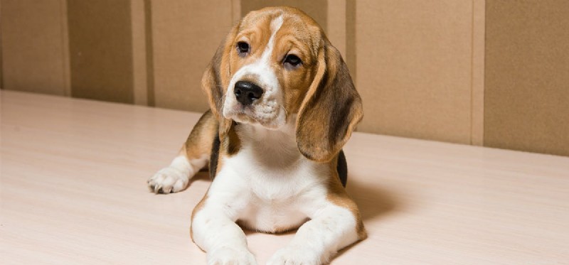 Understanding and Supporting Shy Dogs: Tips for Building Confidence