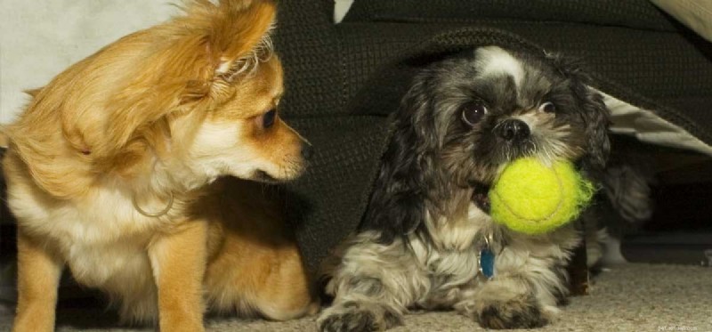 Do Your Dogs Show Signs of Jealousy? Understanding Canine Envy