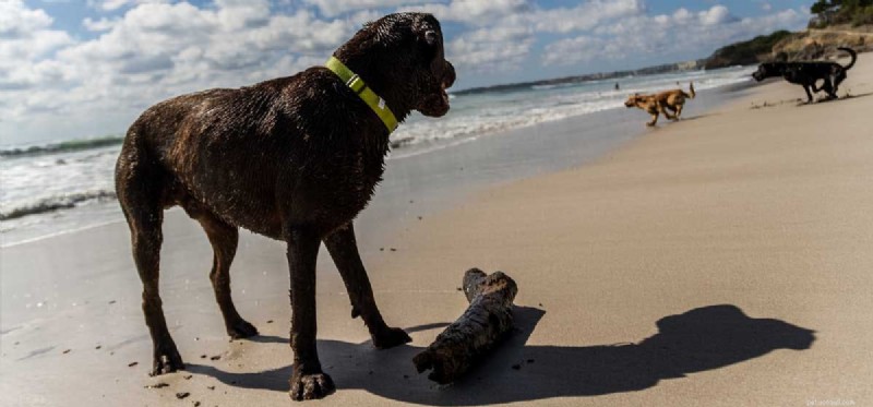 Do Your Dogs Show Signs of Jealousy? Understanding Canine Envy