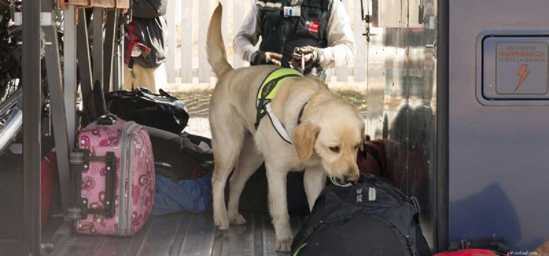 What Smell Trains Can Teach Your Dog: Unlocking Their Scenting Potential