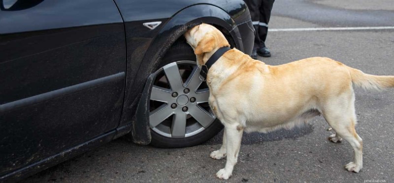 What Smell Trains Can Teach Your Dog: Unlocking Their Scenting Potential