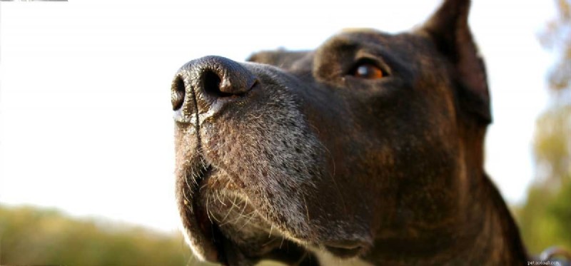 What Smell Trains Can Teach Your Dog: Unlocking Their Scenting Potential
