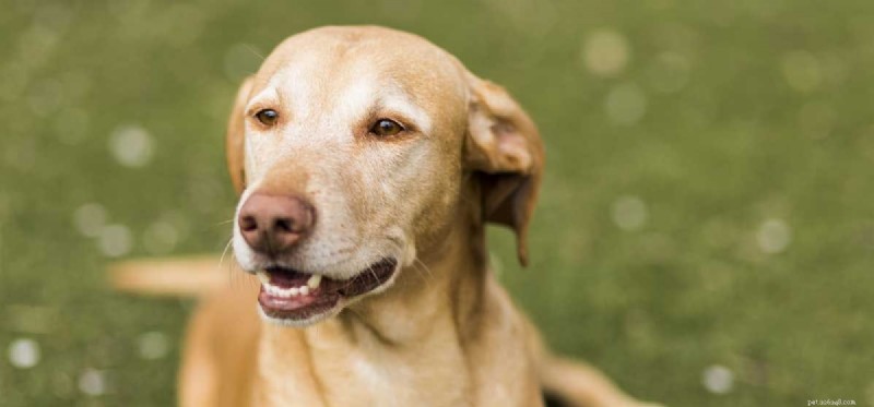 Can All Dog Breeds Mate With Each Other?