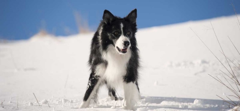 Can All Dog Breeds Mate With Each Other?