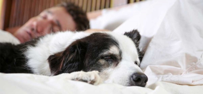 How Human Diseases Can Affect Your Dog: What to Know