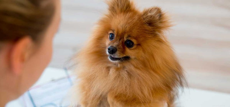 How Human Diseases Can Affect Your Dog: What to Know
