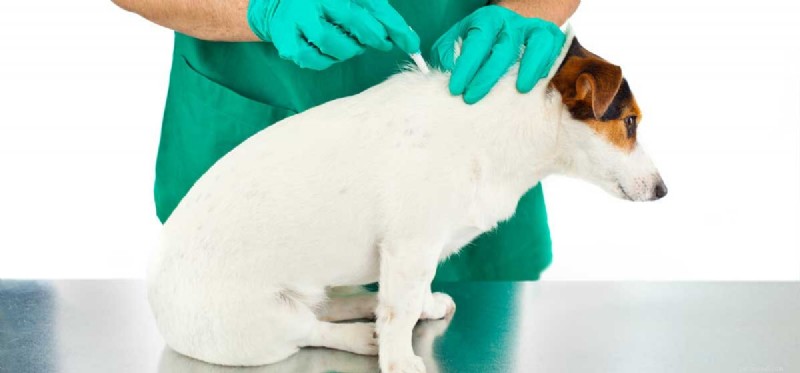Tick-Borne Diseases That Can Affect Your Dog