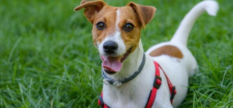 Tick-Borne Diseases That Can Affect Your Dog