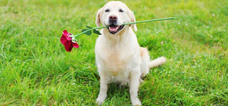 Top Safe Chews to Keep Your Dog’s Teeth Clean and Healthy