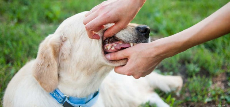 Top Safe Chews to Keep Your Dog’s Teeth Clean and Healthy