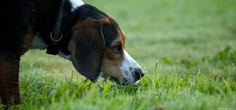 How Dogs Detect the World Around Them