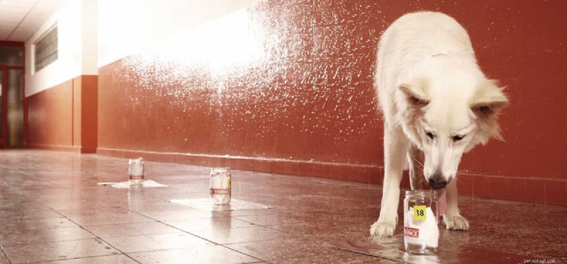 How Dogs Detect the World Around Them