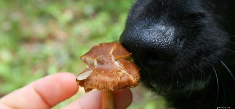 How Dogs Detect the World Around Them