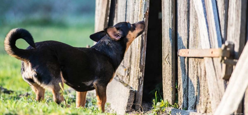 How Dogs Detect the World Around Them