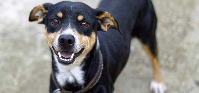 Unleashing Joy: Fun Activities Every Dog Loves