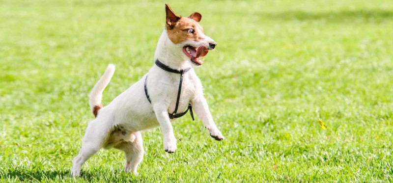 Unleashing Joy: Fun Activities Every Dog Loves