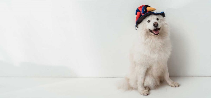 Unleashing Joy: Fun Activities Every Dog Loves