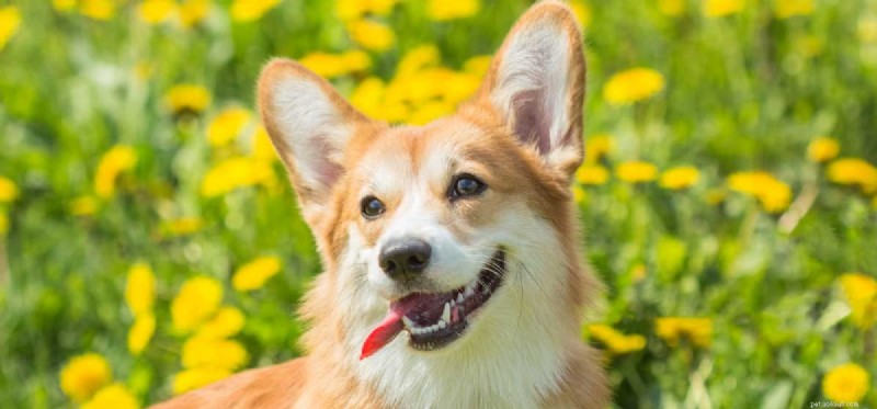Unleashing Joy: Fun Activities Every Dog Loves
