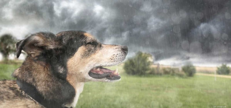Can Dogs Predict Natural Disasters? Understanding Their Early Warning Signals