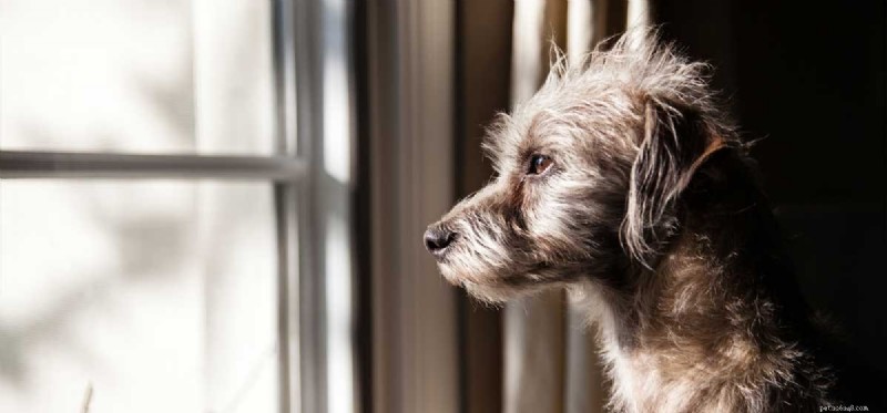 Can Dogs Predict Natural Disasters? Understanding Their Early Warning Signals