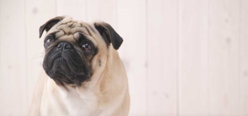 Can Dogs Predict Natural Disasters? Understanding Their Early Warning Signals