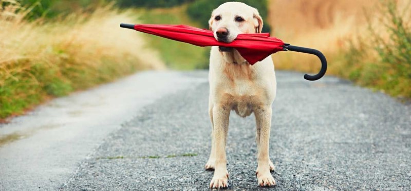 Can Dogs Predict Natural Disasters? Understanding Their Early Warning Signals