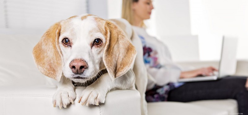 How Dogs Protect You: Understanding Their Protective Instincts