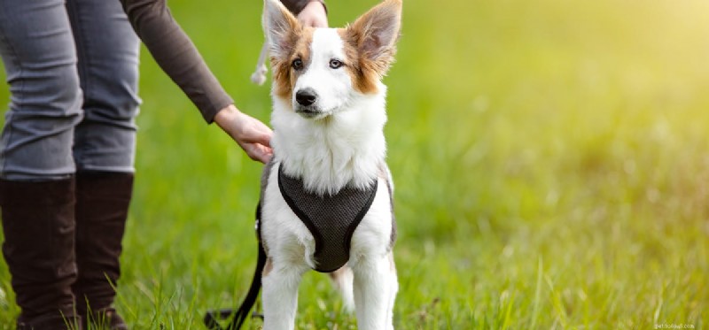 How Dogs Protect You: Understanding Their Protective Instincts