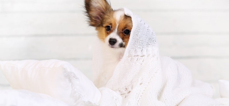 Safe Ways to Help Your Dog Sleep Better