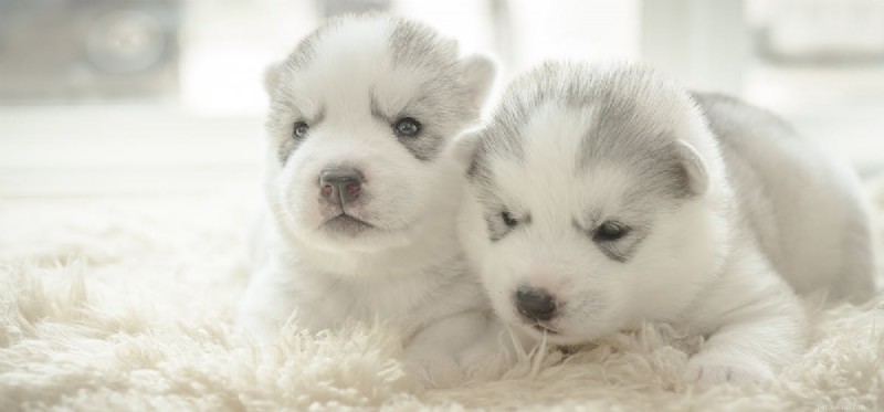 Safe Ways to Help Your Dog Sleep Better