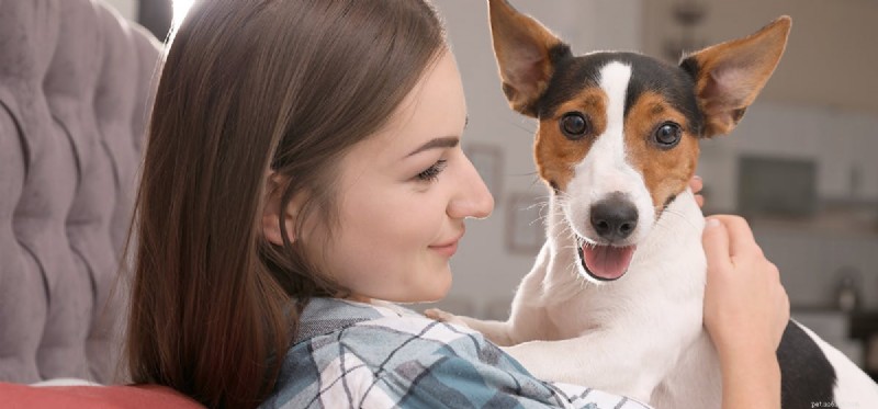 Unveiling Canine Cognition: How Dogs Perceive the World