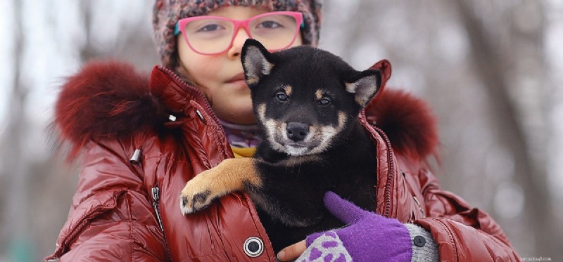 Unveiling Canine Cognition: How Dogs Perceive the World