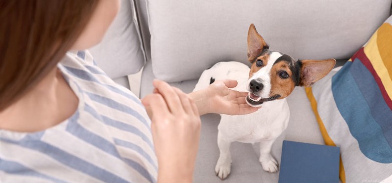 Unveiling Canine Cognition: How Dogs Perceive the World
