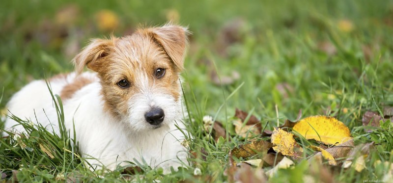 What Do Dogs Really Think?