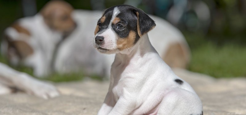 What Do Dogs Really Think?