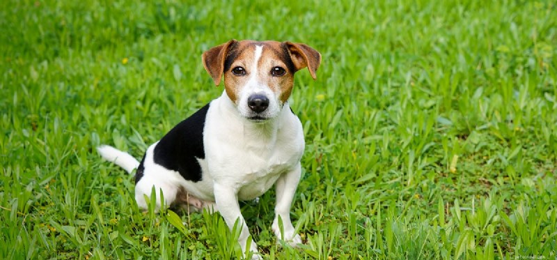 What Do Dogs Really Think?