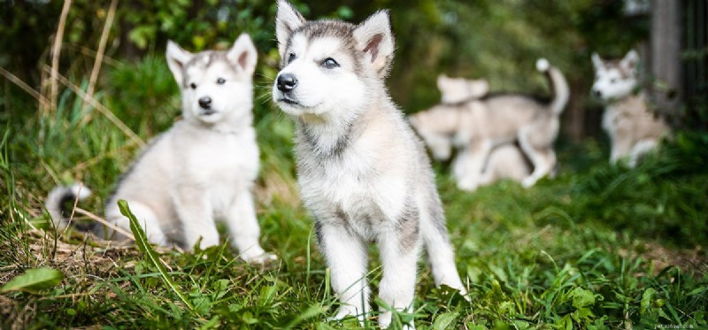 Dogs  Hearing Range: 40 Hz–60,000 Hz – Why Your Pup Sees Sound Before You Do