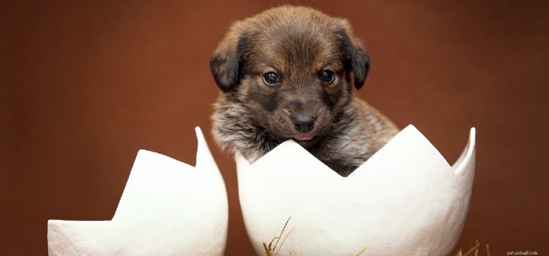 Dogs  Hearing Range: 40 Hz–60,000 Hz – Why Your Pup Sees Sound Before You Do